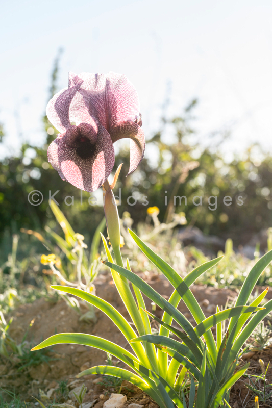 Al Arz;Iris;Iris Cedreti;Kaleidos;Kaleidos images;Lebanon;Middle East;Near East;Proche Orient;Tarek Charara;Flowers;Endemic;Endangered species;Endemic species;Critically endangered;Critically endangered species